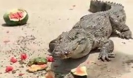 鳄鱼吃瓜视频大全播放免费,趣味横生瞬间集锦