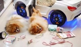 最新台湾狗崽爆料视频大全,揭秘幕后真相